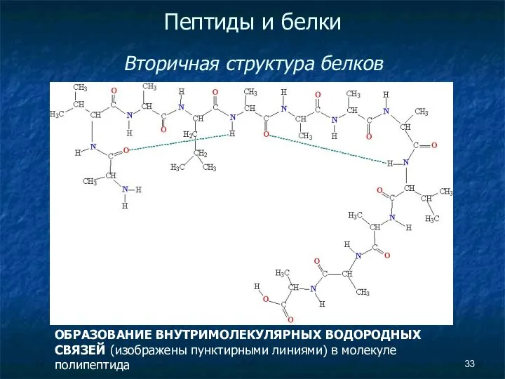 Пептиды и белки Вторичная структура белков ОБРАЗОВАНИЕ ВНУТРИМОЛЕКУЛЯРНЫХ ВОДОРОДНЫХ СВЯЗЕЙ (изображены пунктирными линиями) в молекуле полипептида