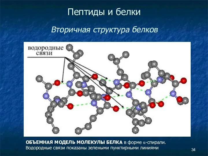 Пептиды и белки Вторичная структура белков ОБЪЕМНАЯ МОДЕЛЬ МОЛЕКУЛЫ БЕЛКА в