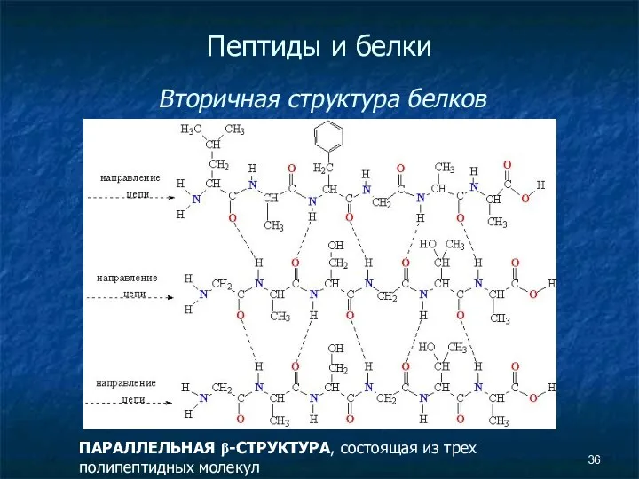 Пептиды и белки Вторичная структура белков ПАРАЛЛЕЛЬНАЯ β-СТРУКТУРА, состоящая из трех полипептидных молекул