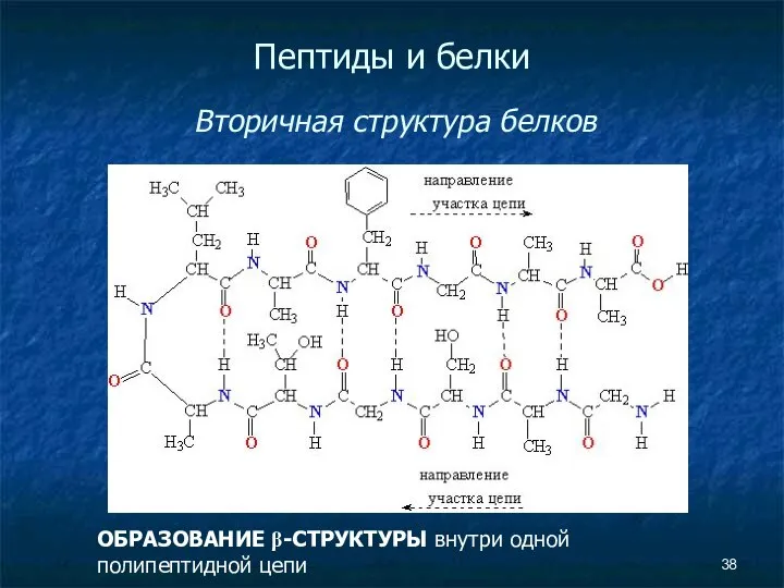 Пептиды и белки Вторичная структура белков ОБРАЗОВАНИЕ β-СТРУКТУРЫ внутри одной полипептидной цепи