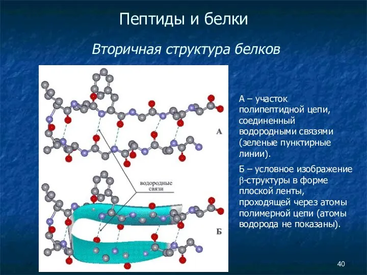 Пептиды и белки Вторичная структура белков А – участок полипептидной цепи,