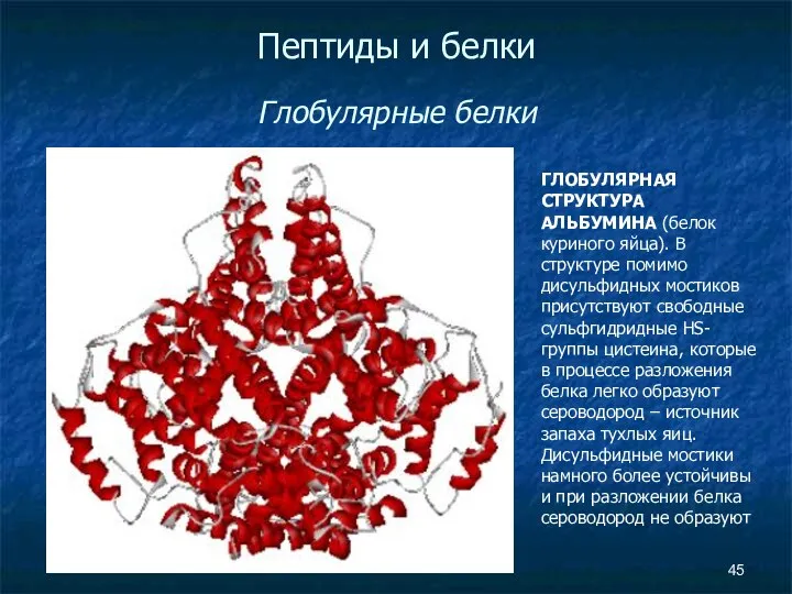 Пептиды и белки Глобулярные белки ГЛОБУЛЯРНАЯ СТРУКТУРА АЛЬБУМИНА (белок куриного яйца).