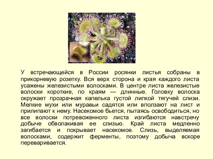 У встречающейся в России росянки листья собраны в прикорневую розетку. Вся