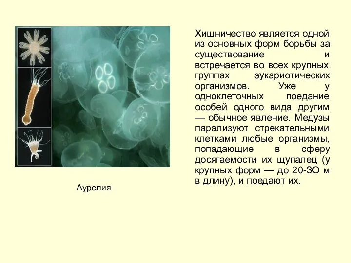 Хищничество является одной из основных форм борьбы за существование и встречается