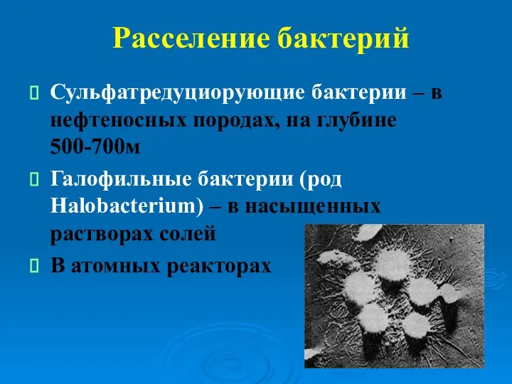 Расселение бактерий Сульфатредуциорующие бактерии – в нефтеносных породах, на глубине 500-700м