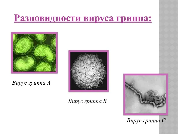 Вирус гриппа А Вирус гриппа В Вирус гриппа С Разновидности вируса гриппа: