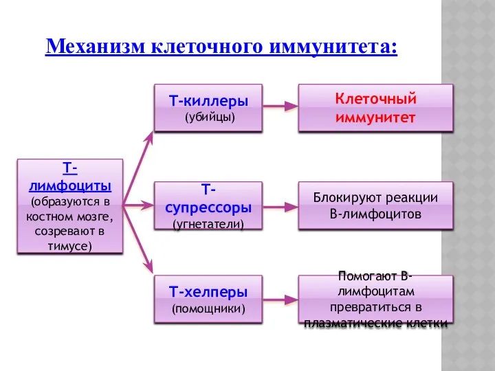 Механизм клеточного иммунитета: