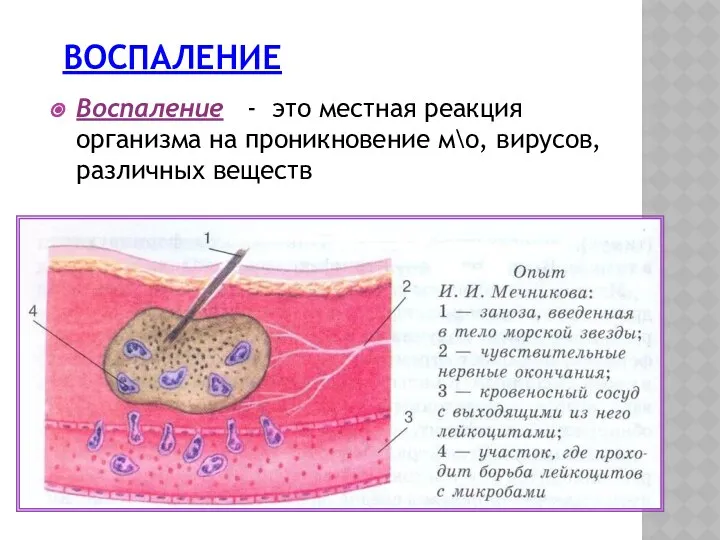 ВОСПАЛЕНИЕ Воспаление - это местная реакция организма на проникновение м\о, вирусов, различных веществ