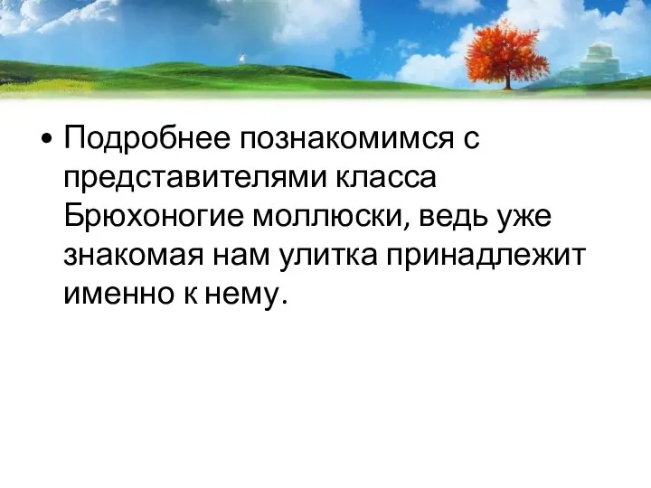 Подробнее познакомимся с представителями класса Брюхоногие моллюски, ведь уже знакомая нам улитка принадлежит именно к нему.