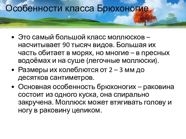 Особенности класса Брюхоногие Это самый большой класс моллюсков – насчитывает 90