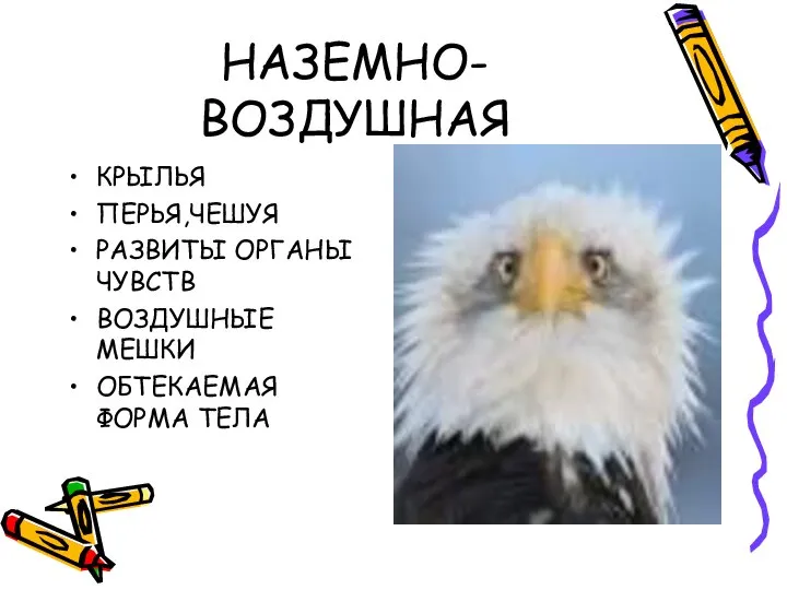 НАЗЕМНО-ВОЗДУШНАЯ КРЫЛЬЯ ПЕРЬЯ,ЧЕШУЯ РАЗВИТЫ ОРГАНЫ ЧУВСТВ ВОЗДУШНЫЕ МЕШКИ ОБТЕКАЕМАЯ ФОРМА ТЕЛА