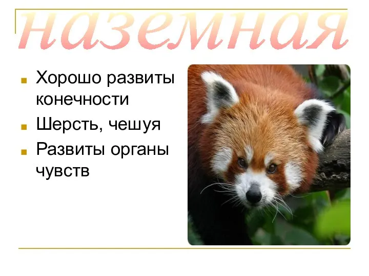 Хорошо развиты конечности Шерсть, чешуя Развиты органы чувств наземная