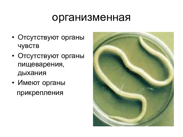 организменная Отсутствуют органы чувств Отсутствуют органы пищеварения, дыхания Имеют органы прикрепления