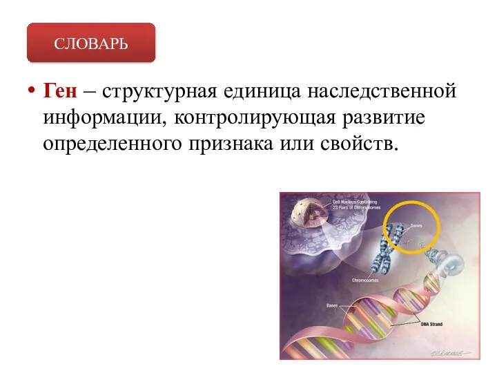 Ген – структурная единица наследственной информации, контролирующая развитие определенного признака или свойств. СЛОВАРЬ