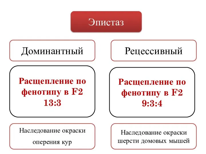 Эпистаз Доминантный Рецессивный Расщепление по фенотипу в F2 13:3 Расщепление по