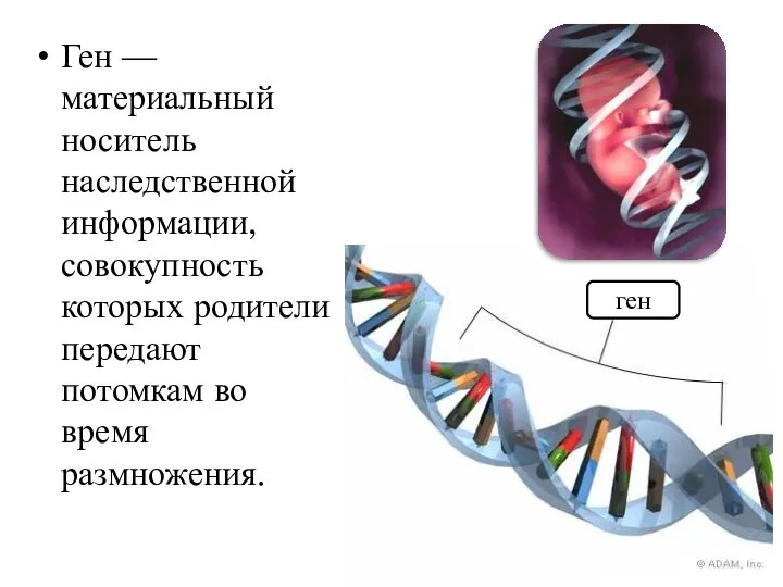 Ген — материальный носитель наследственной информации, совокупность которых родители передают потомкам во время размножения. ген