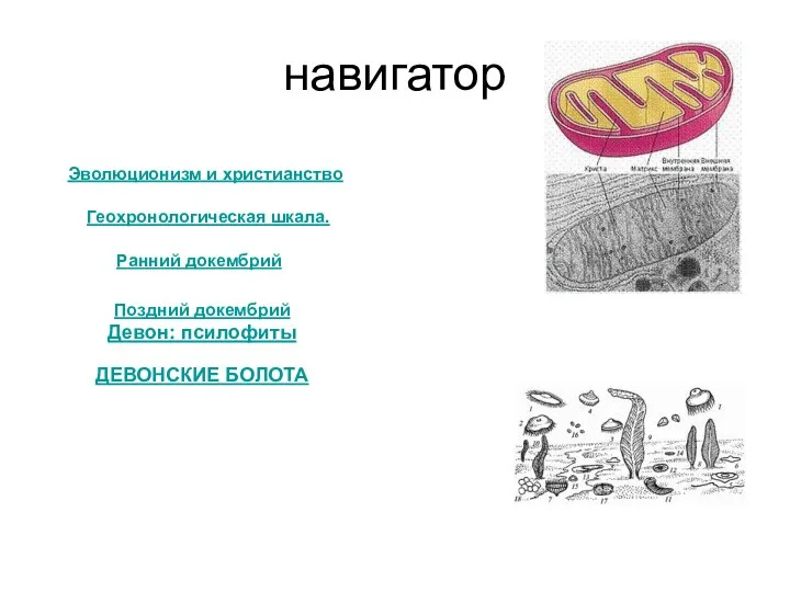 навигатор Эволюционизм и христианство Геохронологическая шкала. Ранний докембрий Поздний докембрий Девон: псилофиты ДЕВОНСКИЕ БОЛОТА