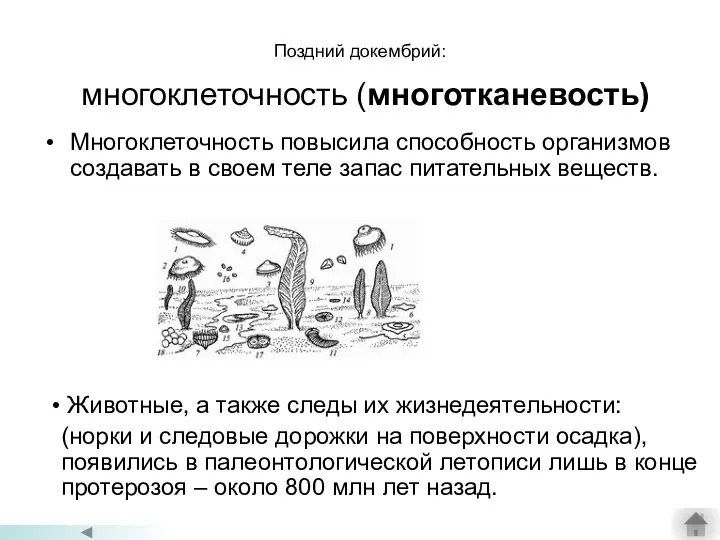 Поздний докембрий: многоклеточность (многотканевость) Многоклеточность повысила способность организмов создавать в своем