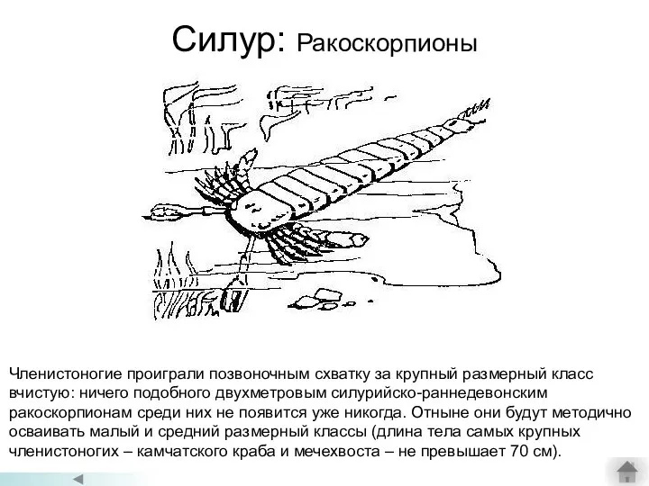 Силур: Ракоскорпионы Членистоногие проиграли позвоночным схватку за крупный размерный класс вчистую: