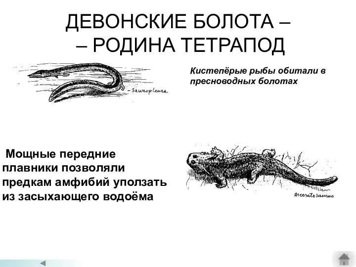 ДЕВОНСКИЕ БОЛОТА – – РОДИНА ТЕТРАПОД Мощные передние плавники позволяли предкам