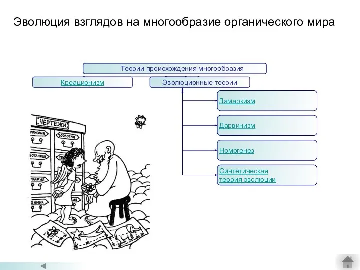 Эволюция взглядов на многообразие органического мира