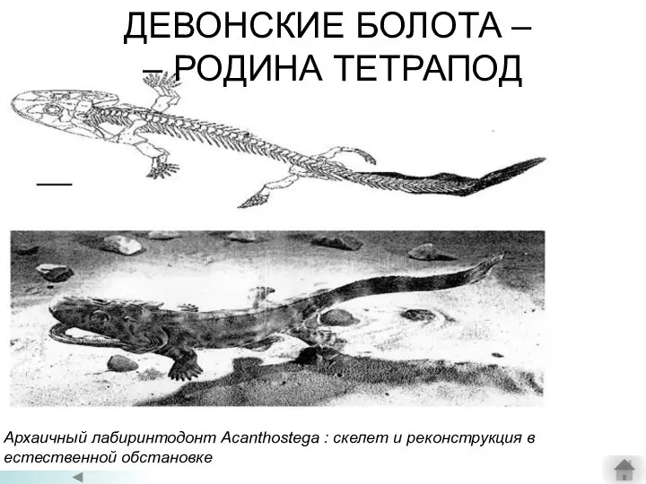 ДЕВОНСКИЕ БОЛОТА – – РОДИНА ТЕТРАПОД Архаичный лабиринтодонт Acanthostega : скелет и реконструкция в естественной обстановке