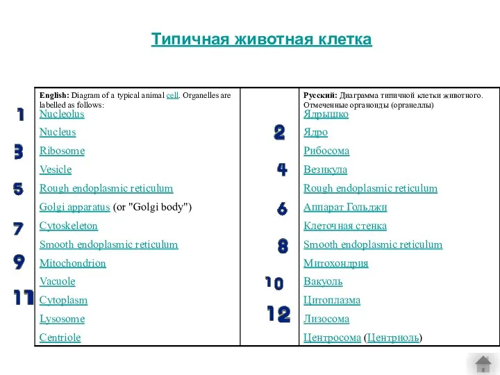 Типичная животная клетка