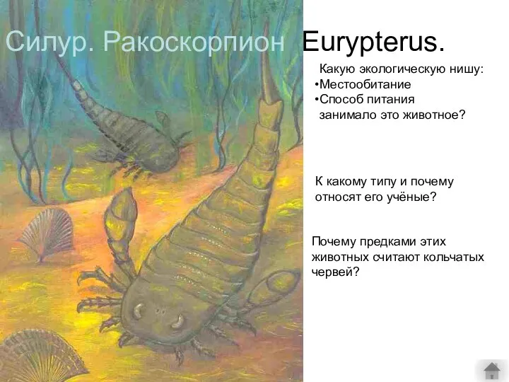 Силур. Ракоскорпион Eurypterus. Какую экологическую нишу: Местообитание Способ питания занимало это