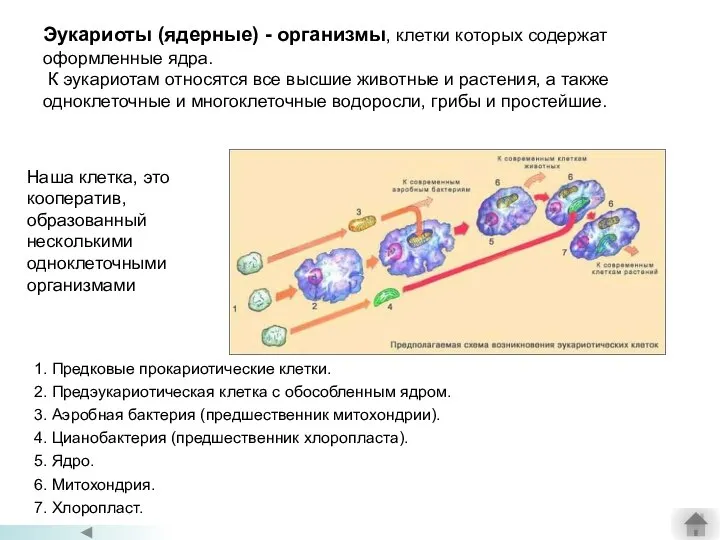 Эукариоты (ядерные) - организмы, клетки которых содержат оформленные ядра. К эукариотам