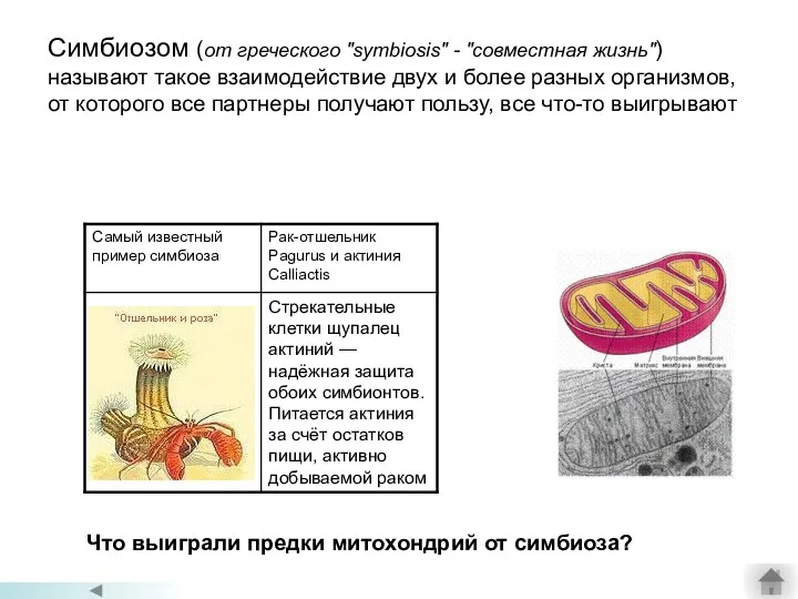 Симбиозом (от греческого "symbiosis" - "совместная жизнь") называют такое взаимодействие двух