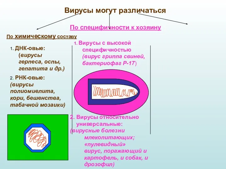 Вирусы могут различаться По специфичности к хозяину 1. Вирусы с высокой