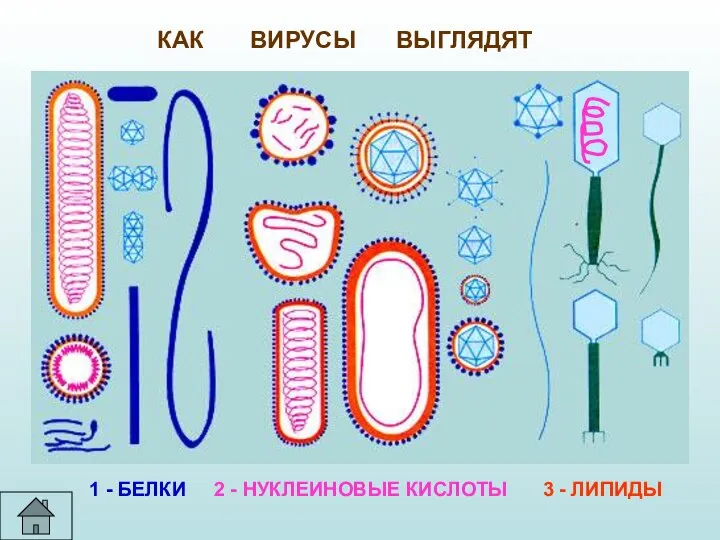 КАК ВИРУСЫ ВЫГЛЯДЯТ 1 - БЕЛКИ 2 - НУКЛЕИНОВЫЕ КИСЛОТЫ 3 - ЛИПИДЫ