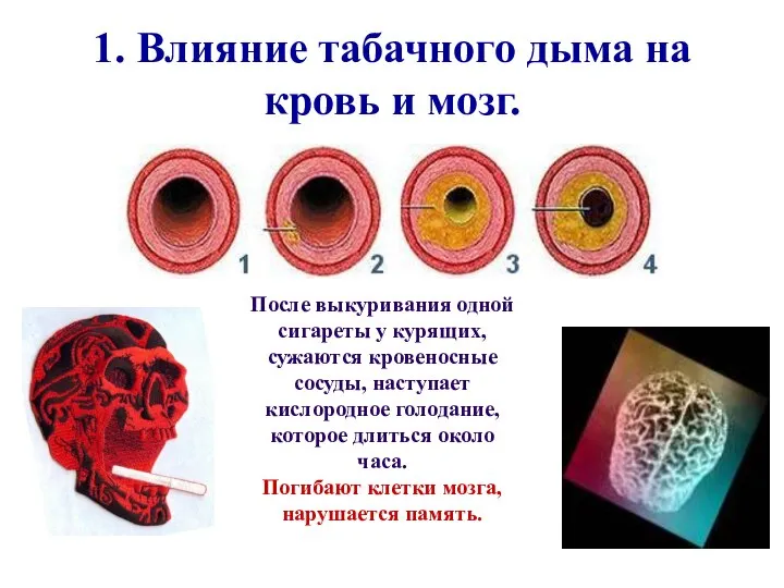 1. Влияние табачного дыма на кровь и мозг. После выкуривания одной