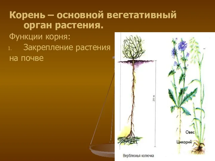 Корень – основной вегетативный орган растения. Функции корня: Закрепление растения на почве