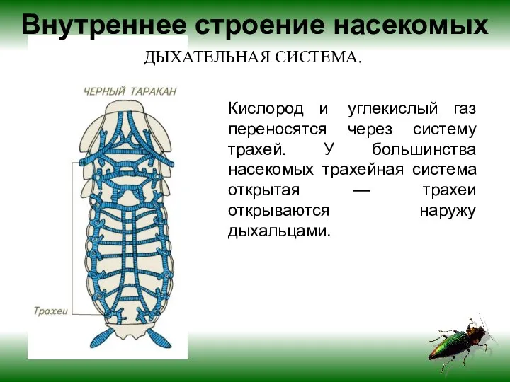 Кислород и углекислый газ переносятся через систему трахей. У большинства насекомых