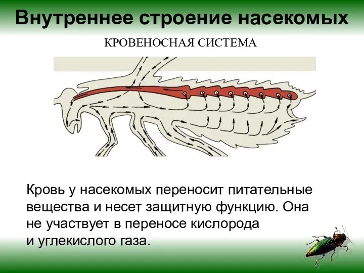 Кровь у насекомых переносит питательные вещества и несет защитную функцию. Она