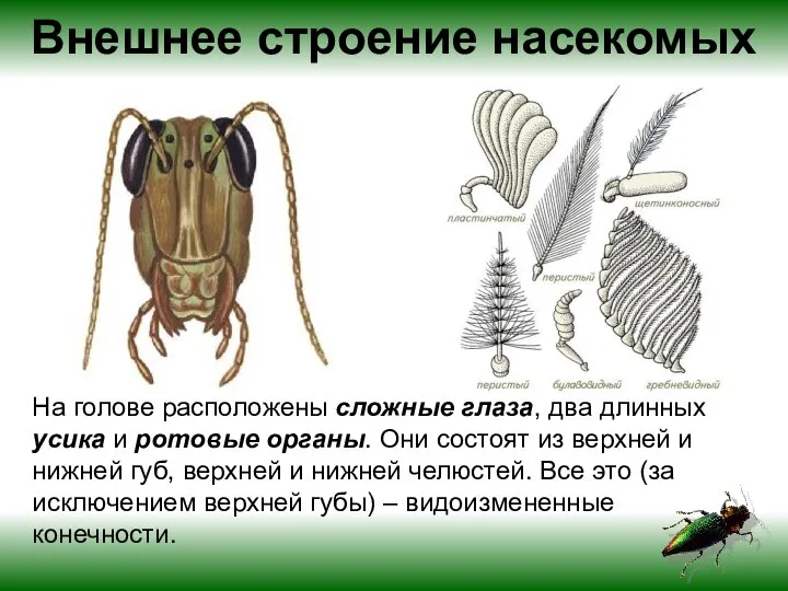 Внешнее строение насекомых На голове расположены сложные глаза, два длинных усика