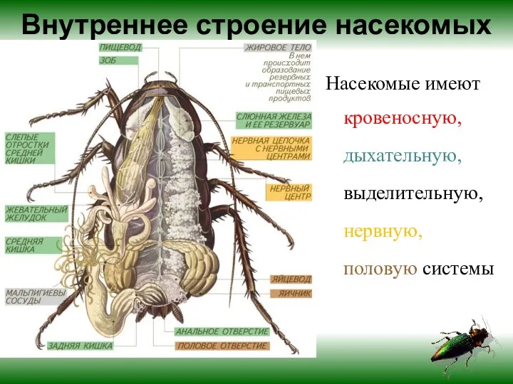 Внутреннее строение насекомых Насекомые имеют кровеносную, дыхательную, выделительную, нервную, половую системы