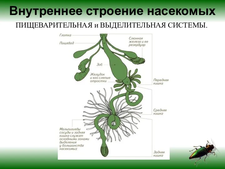 Внутреннее строение насекомых ПИЩЕВАРИТЕЛЬНАЯ и ВЫДЕЛИТЕЛЬНАЯ СИСТЕМЫ.