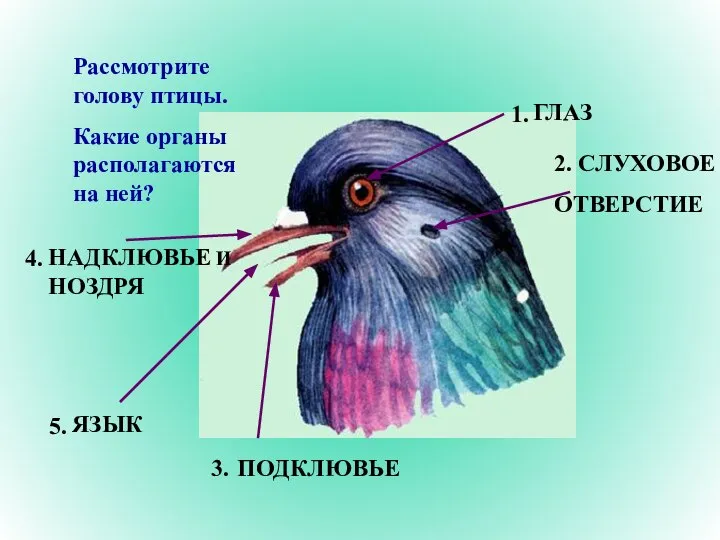 Рассмотрите голову птицы. Какие органы располагаются на ней? 1. 2. 3.