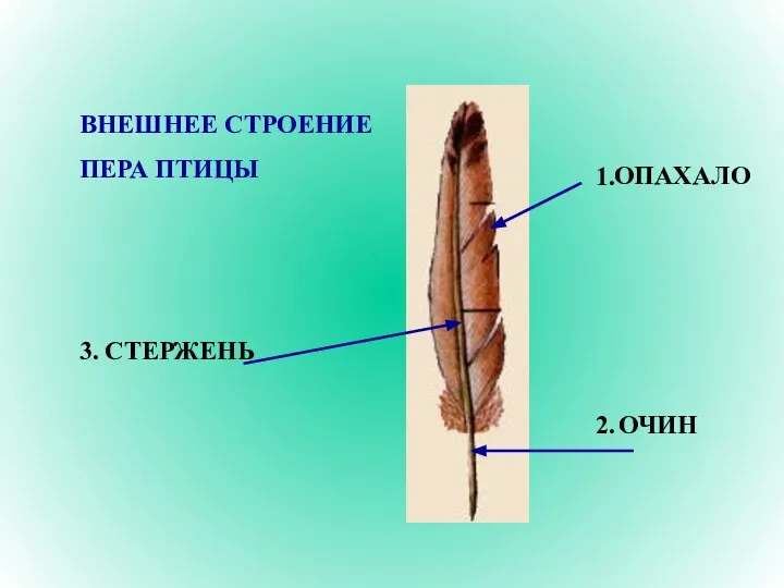 ВНЕШНЕЕ СТРОЕНИЕ ПЕРА ПТИЦЫ 1. 2. 3. ОПАХАЛО ОЧИН СТЕРЖЕНЬ