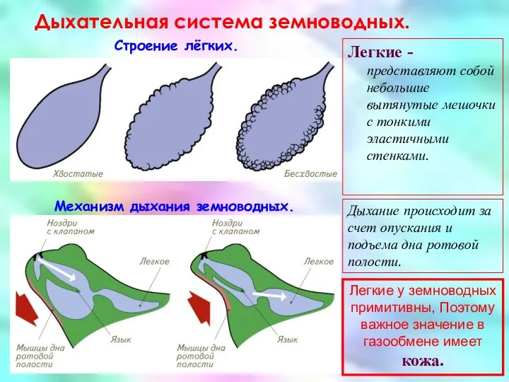 Дыхательная система земноводных. Строение лёгких. Механизм дыхания земноводных. Легкие -представляют собой