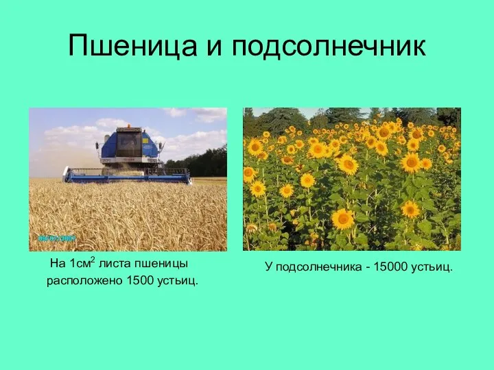 Пшеница и подсолнечник На 1см2 листа пшеницы расположено 1500 устьиц. У подсолнечника - 15000 устьиц.