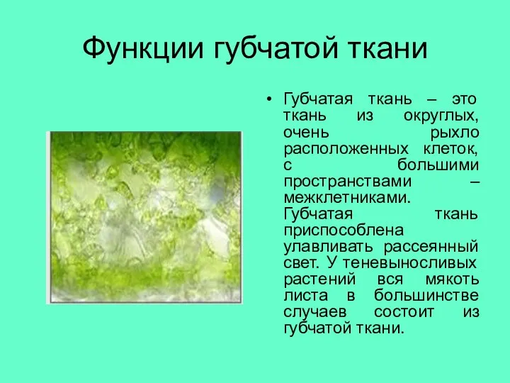 Функции губчатой ткани Губчатая ткань – это ткань из округлых, очень