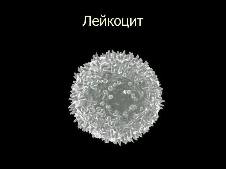 Лейкоцит