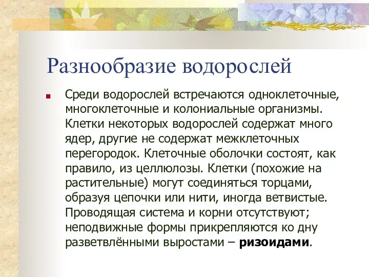 Разнообразие водорослей Среди водорослей встречаются одноклеточные, многоклеточные и колониальные организмы. Клетки