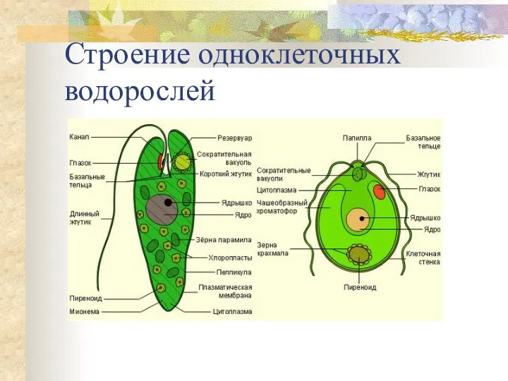 Строение одноклеточных водорослей