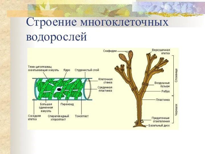 Строение многоклеточных водорослей