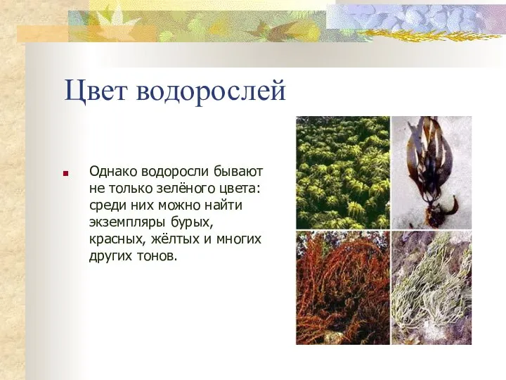 Цвет водорослей Однако водоросли бывают не только зелёного цвета: среди них