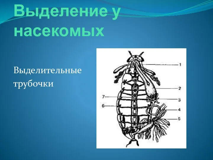 Выделение у насекомых Выделительные трубочки